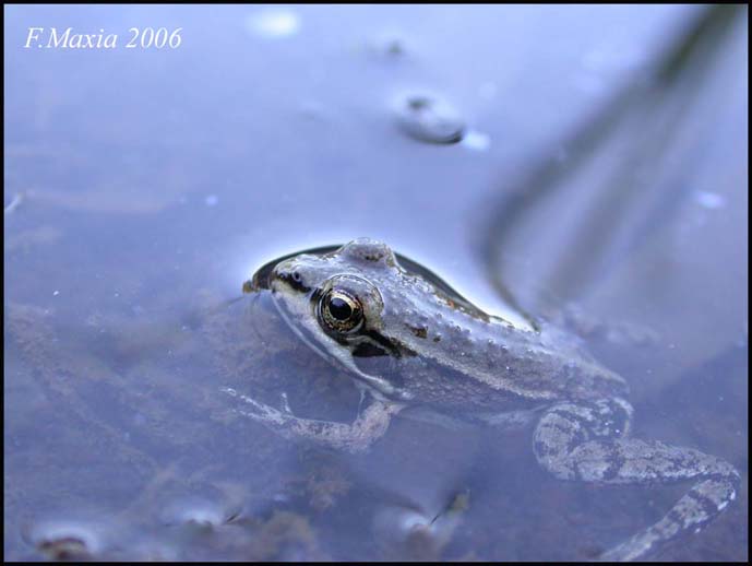 Pelophylax sp. (Sardegna)